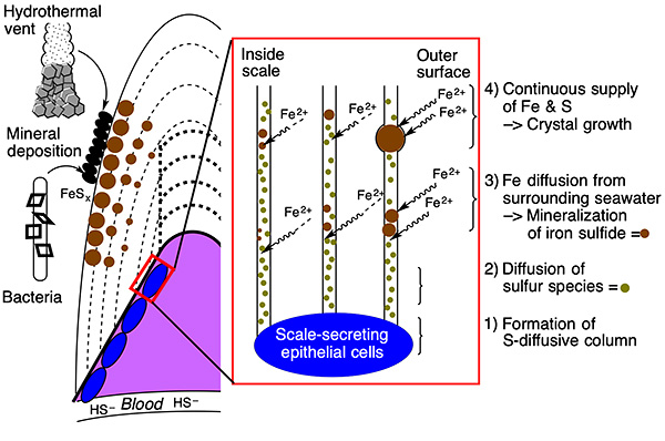 Original research diagram explains how sulfur and environmental iron form minerals in the scales — JAMSTEC / University of Tokyo (2019), Figure 4. Original research schematic of iron-sulfide production in scales.