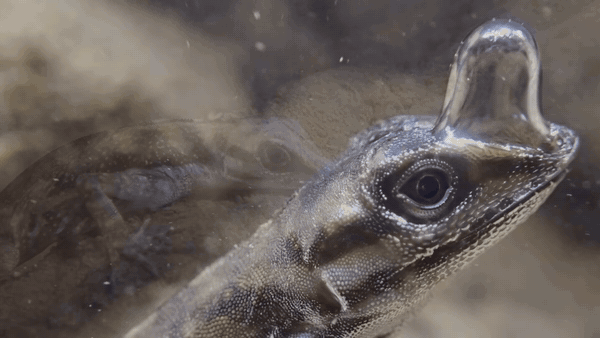 Actual observation footage of a water anole rebreathing its air bubble — Lindsey Swierk / Binghamton University (2019). Original observation footage, excerpt at original playback speed.
