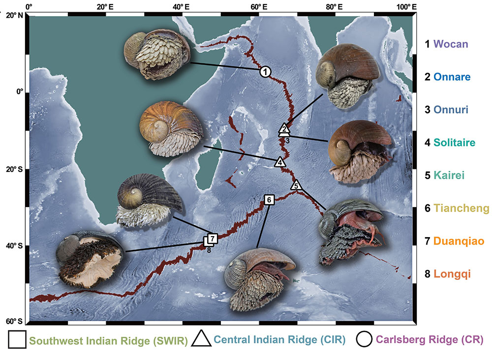 Scaly-foot snails from different Indian Ocean hydrothermal vent fields — JAMSTEC and collaborators (2026), Figure 1. Original map and photographs of scaly-foot snails from Indian Ocean vent fields.