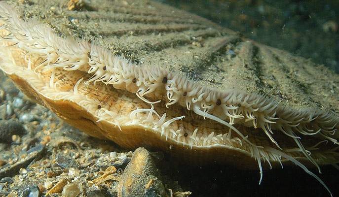 A whole scallop with its shell open and eyes around the mantle — Ceri Jones / Haven Diving Services, via Weizmann Institute of Science.