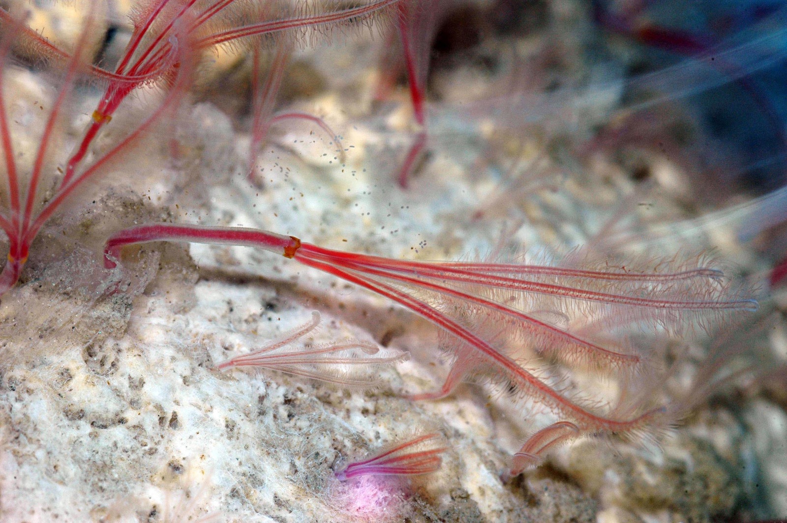 A closer view of Osedax packardorum on whale bone — Greg Rouse, via MBARI; original photograph resized.