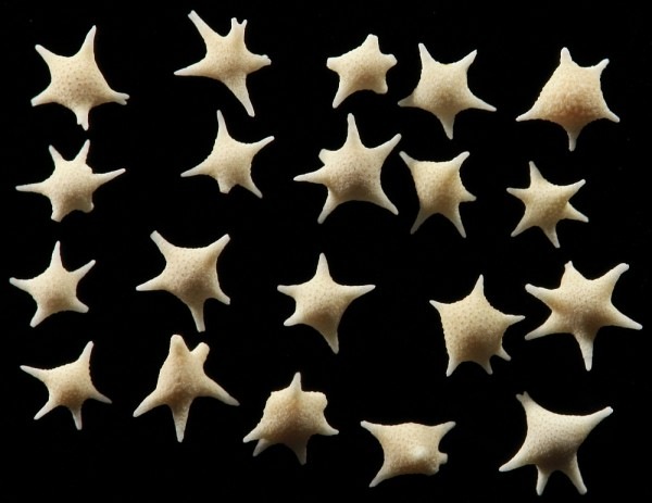 Selected star-shaped shells from Hatoma Island; the field is 15 mm wide — Siim Sepp / Sandatlas; original specimen photograph.