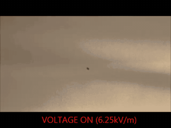 A spider moves up and down as the experiment’s electric field is switched on and off — Erica L. Morley and Daniel Robert, Current Biology (2018), Video S1, CC BY 4.0. Original full 32-second experiment; voltage labels retained.