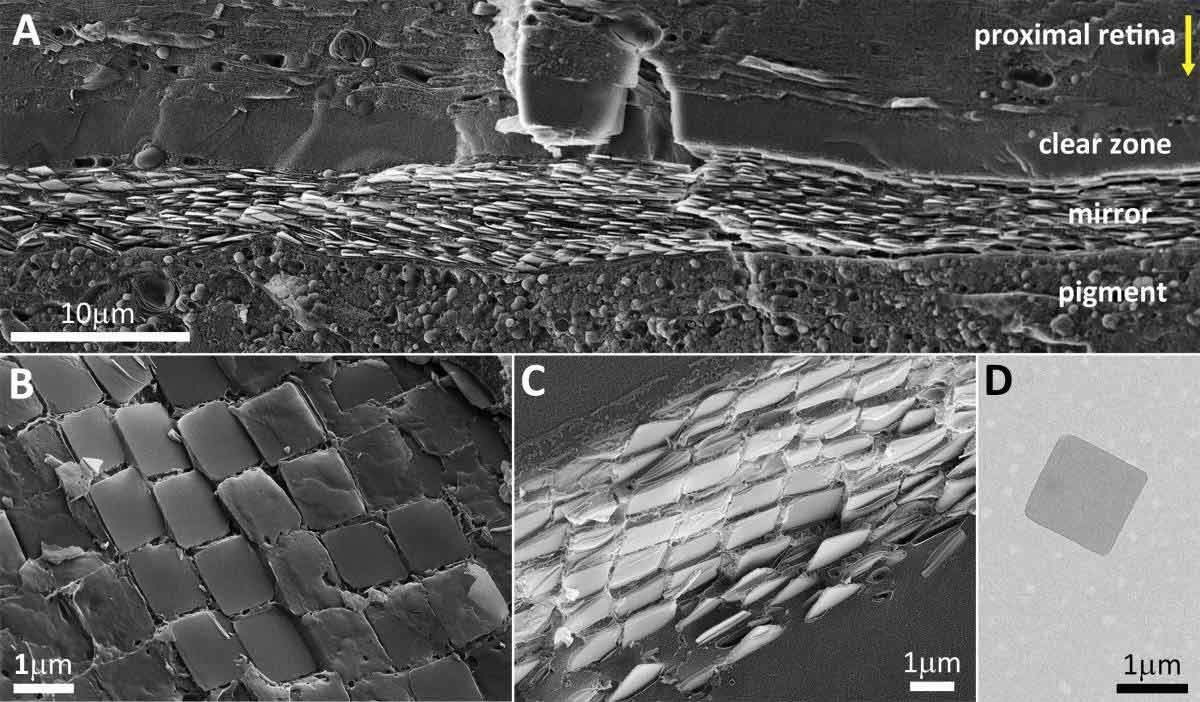Microscope views of the square guanine crystals that tile a scallop’s eye mirror — Palmer and collaborators / Weizmann Institute of Science; original research figure and scale bars retained.