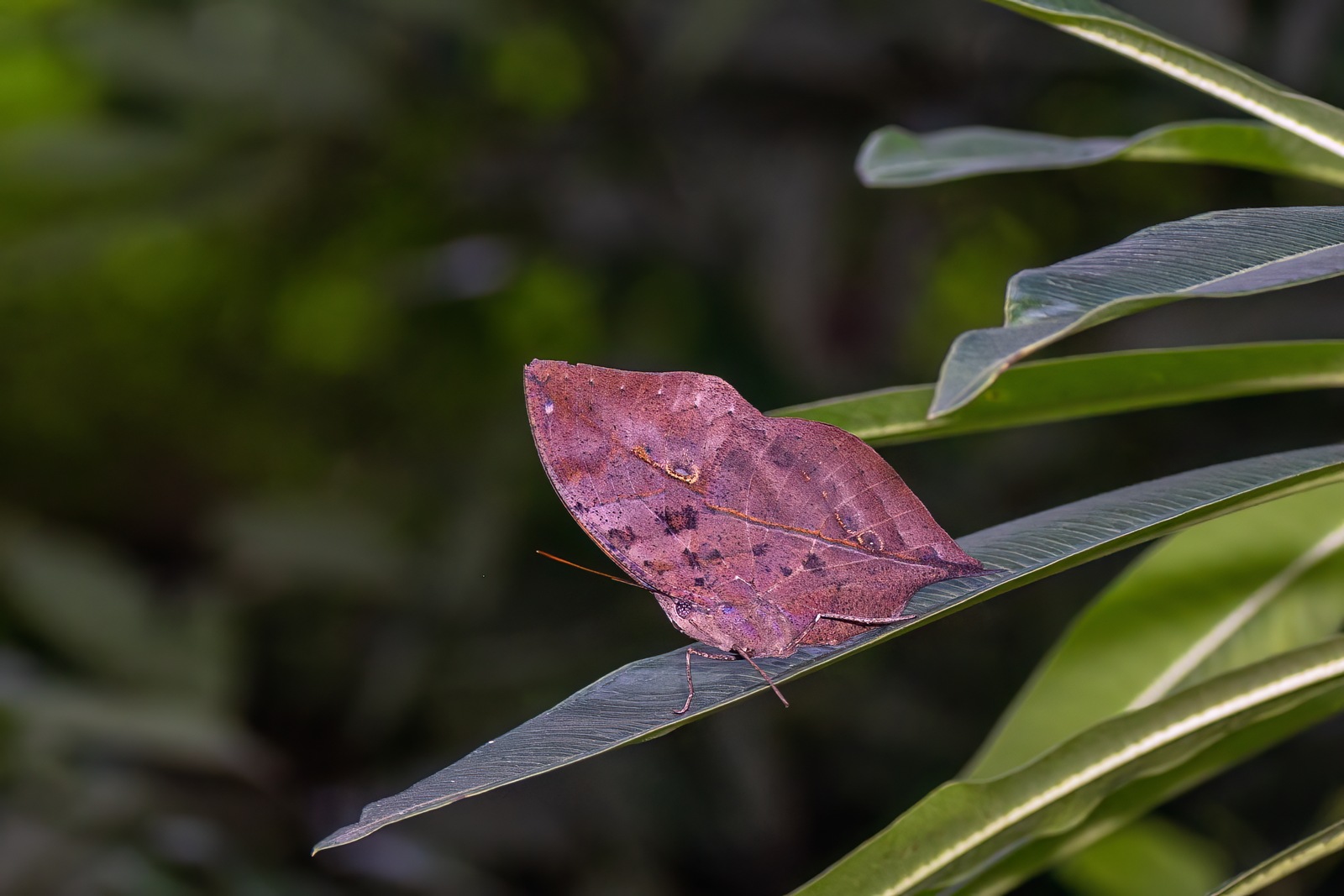 A Kallima inachus butterfly with its wings closed, showing the leaf-like underside — Ankit0908 / Wikimedia Commons, CC BY-SA 4.0. Original photograph resized.