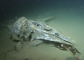 A whale skull on the deep seafloor provides the wider habitat context — MBARI research image from the Osedax studies project.