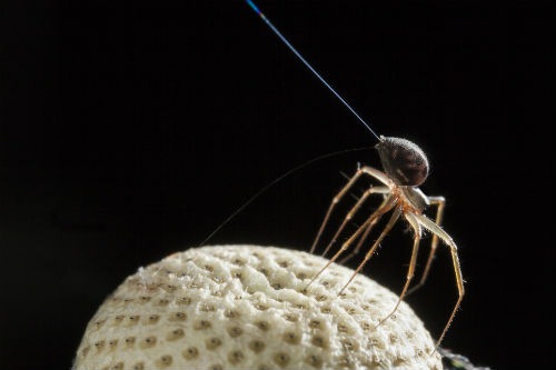 A small spider raises its body while releasing ballooning silk — Michael Hutchinson / University of Bristol research release.