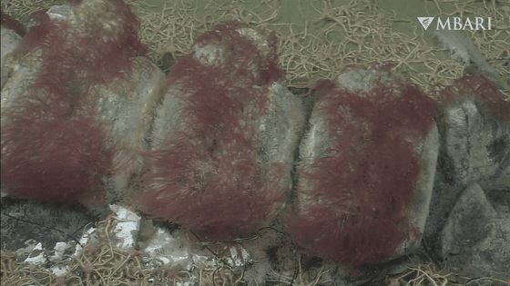 Dense red Osedax rubiplumus plumes growing from whale bones on the seafloor — MBARI; six-second excerpt of its original ROV footage. Original watermark retained.