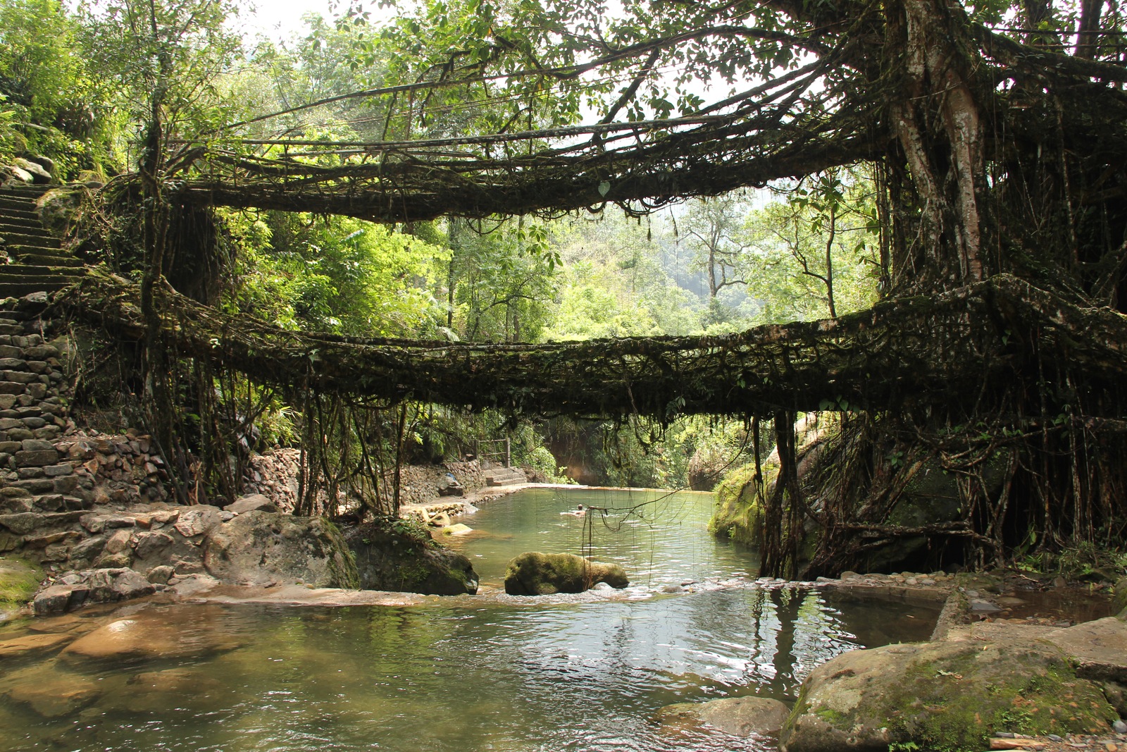The double-decker living root bridge at Nongriat, Meghalaya — Arshiya Urveeja Bose / Wikimedia Commons, CC BY 2.0. Original photograph resized.