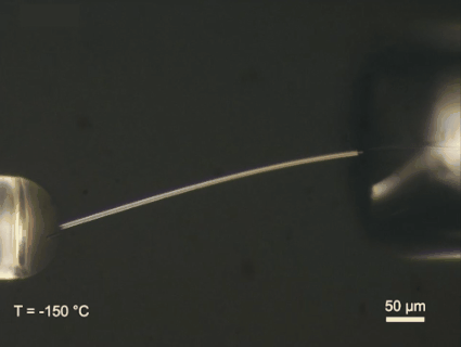 Microscope footage of a solid ice microfiber bending at −150°C; 50 μm scale retained — Zhejiang University / Limin Tong’s research group. Original experimental animation.
