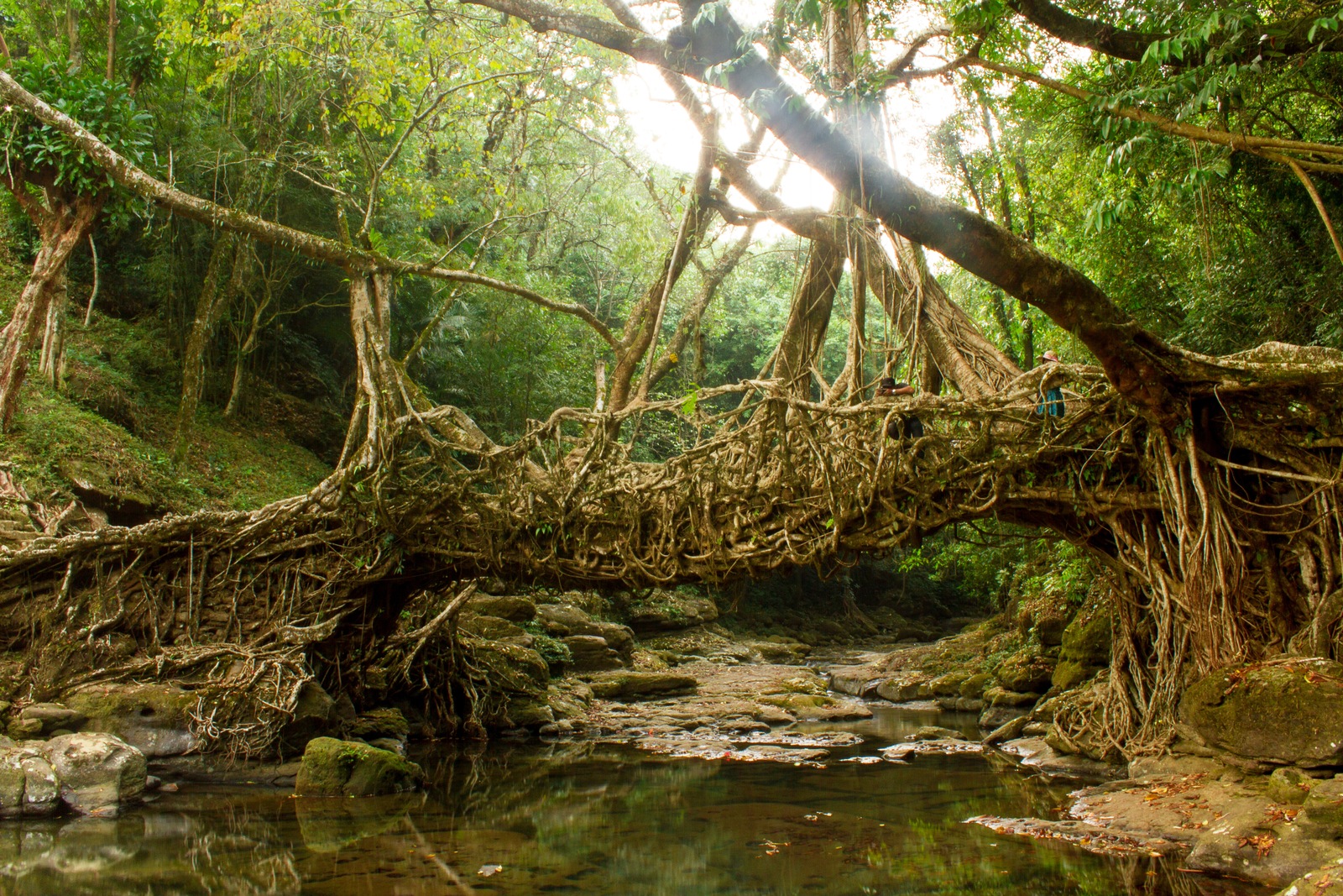 A living root bridge spanning a stream in Meghalaya — AditiVerma2193 / Wikimedia Commons, CC BY-SA 4.0. Original photograph resized.