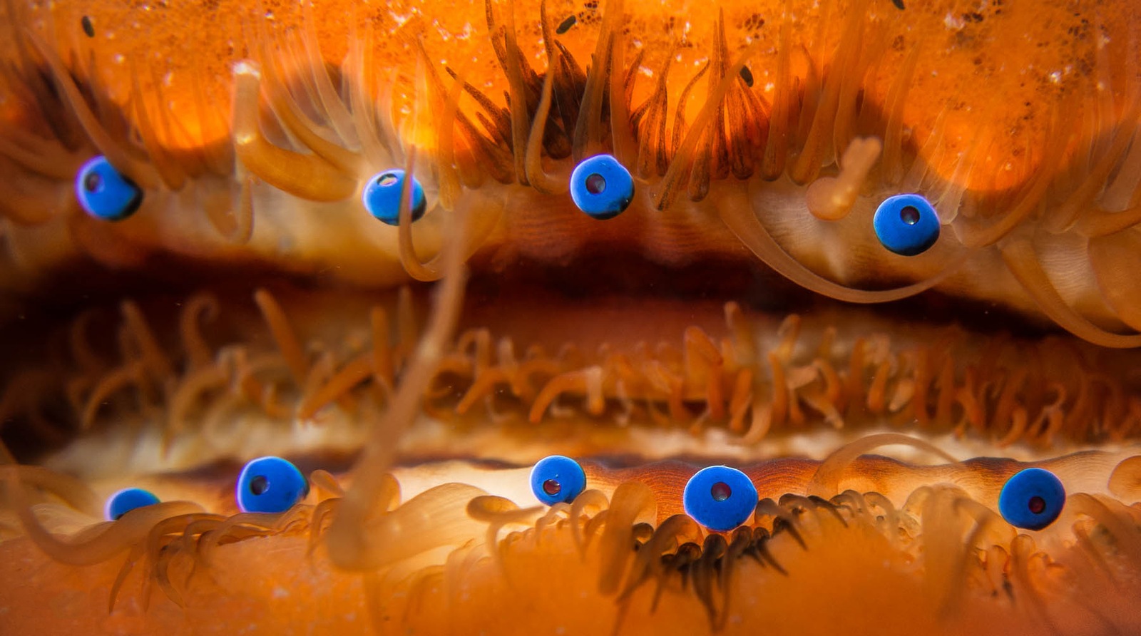 The bright blue eyes lining a scallop’s mantle — Matthew Krummins / Wikimedia Commons, CC BY 2.0. Original photograph resized.