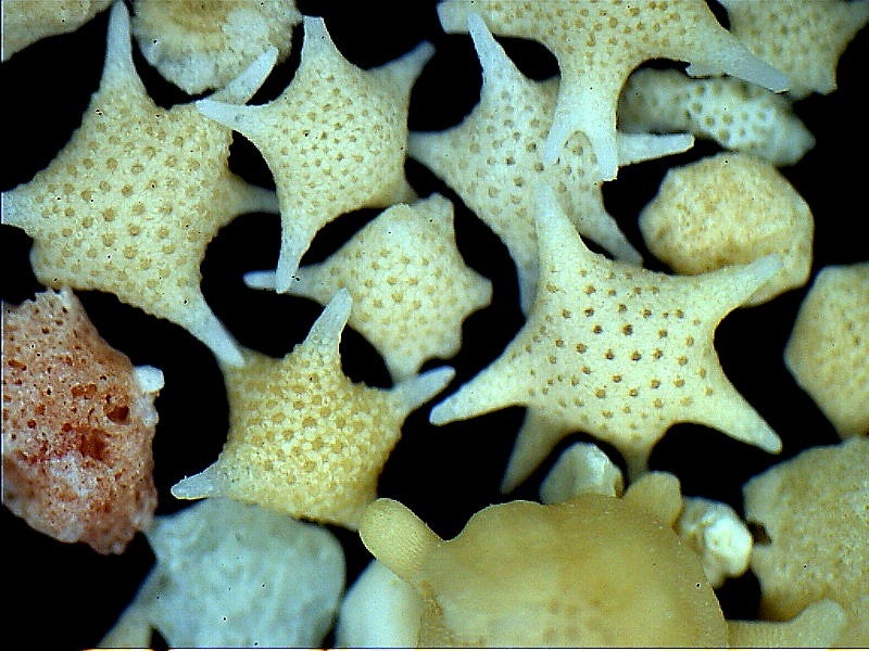 Star-shaped foraminifera shells in Okinawan beach sand — labormikro / Wikimedia Commons, CC BY-SA 2.0. Original photograph resized.