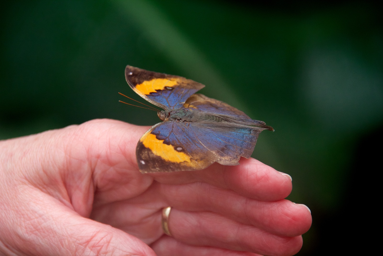 The blue-and-orange upper wings of another Kallima inachus butterfly — Mike Peel / Wikimedia Commons, CC BY-SA 4.0. Original photograph resized.
