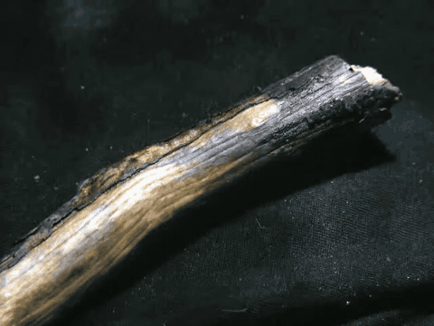 Time-lapse of hair ice growing from a branch