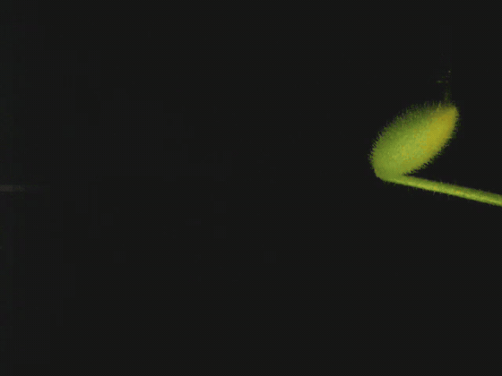 Seed ejection filmed at 10,000 fps, shown 400 times slower