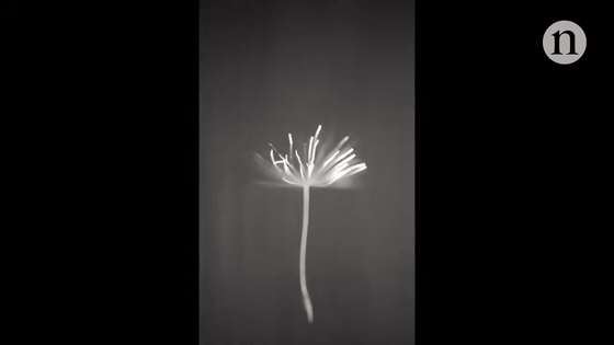 Wind-tunnel footage revealing the separated vortex above a dandelion seed