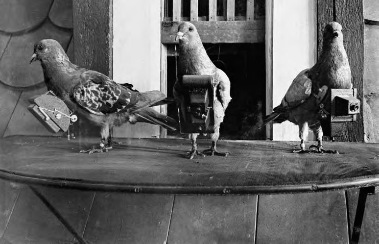 Homing pigeons wearing Julius Neubronner’s miniature cameras