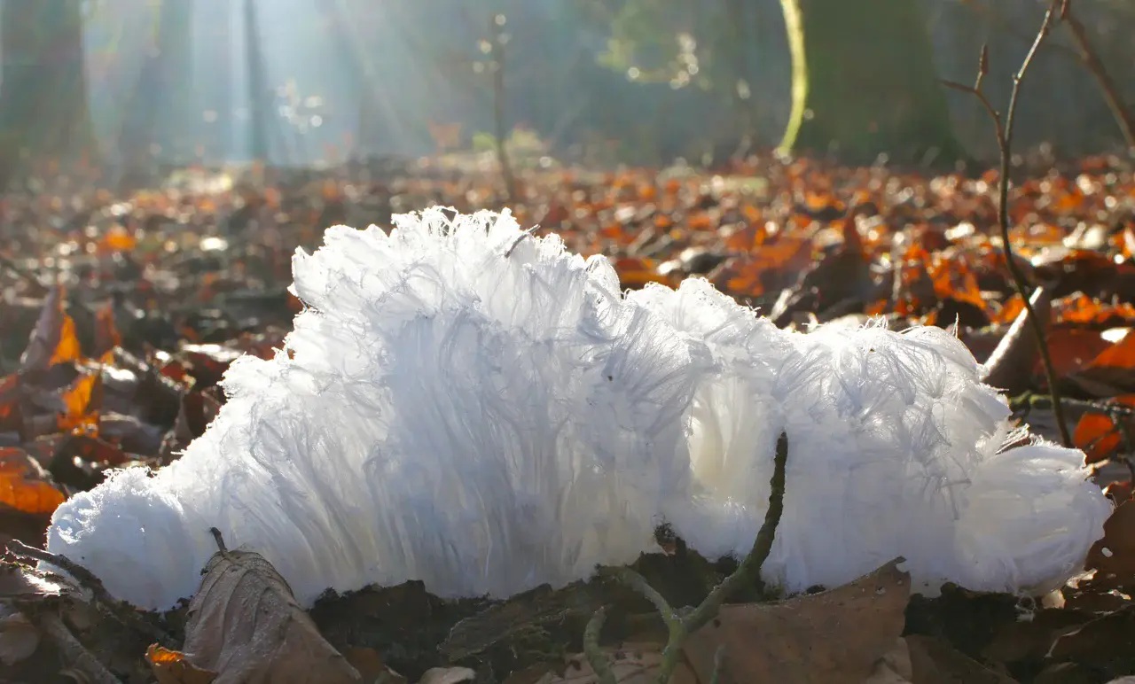 A fallen branch covered in hair ice in a Swiss forest