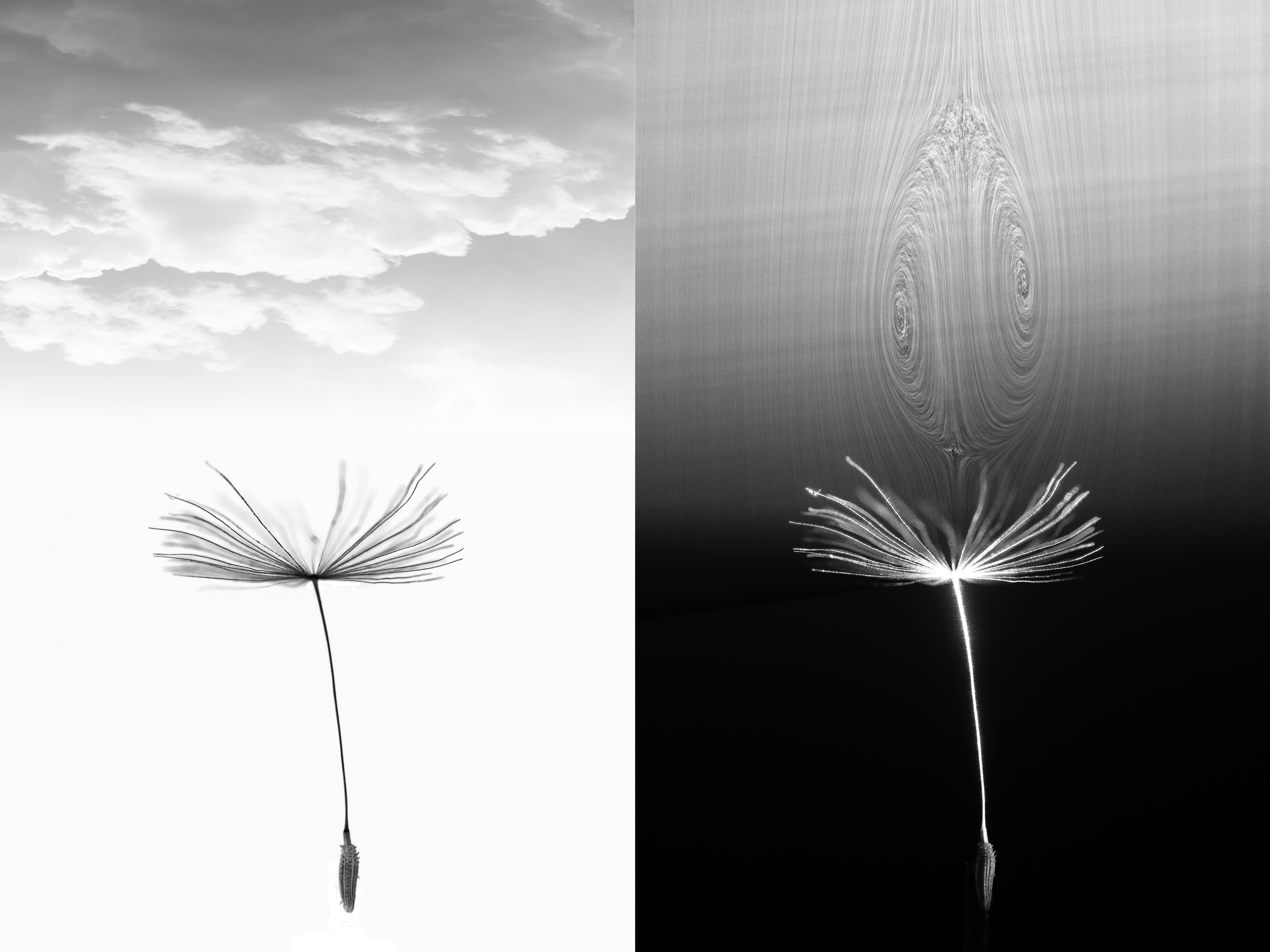 A whole dandelion seed beside its airflow visualised in a wind tunnel