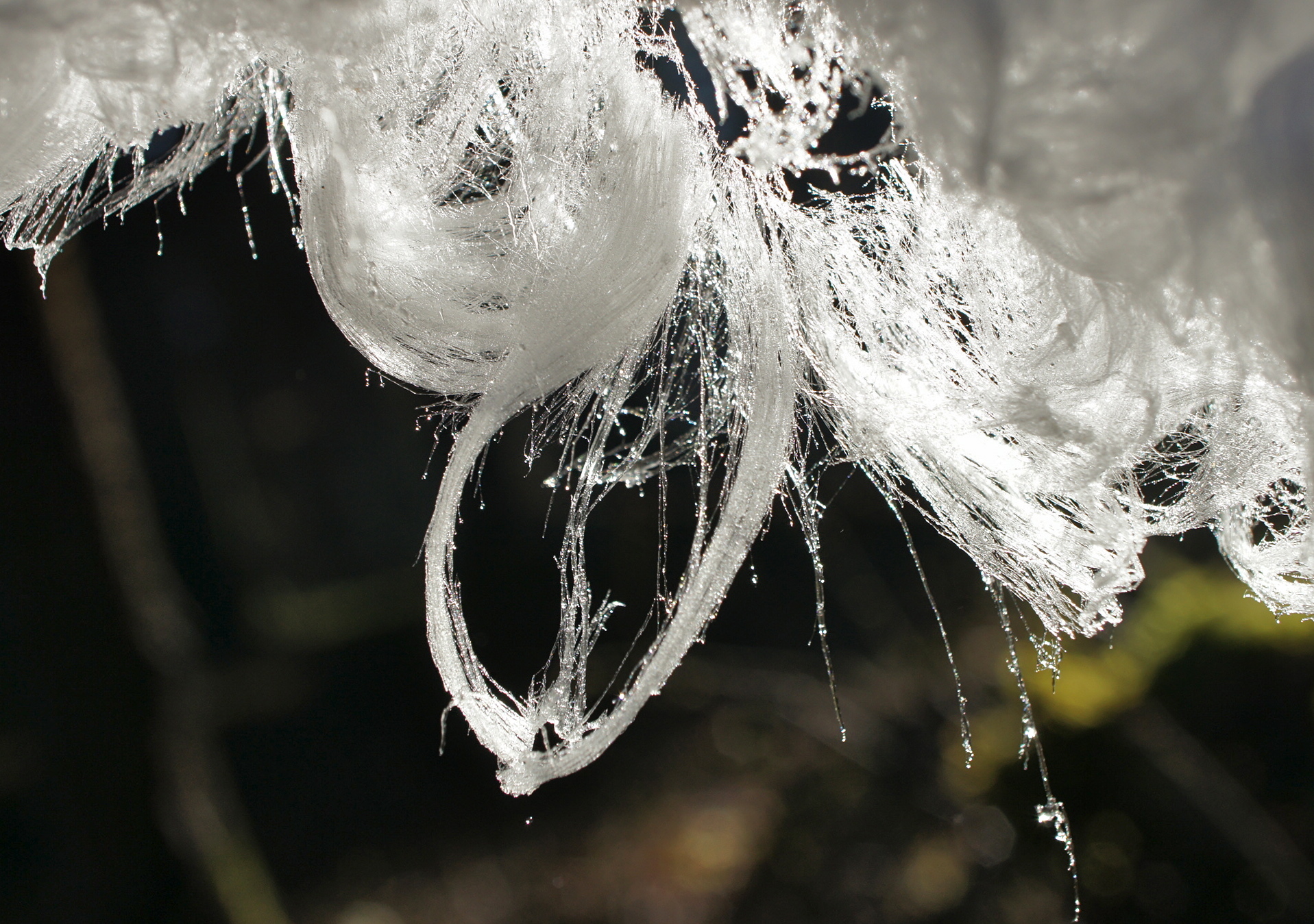 Close-up of the fine filaments of melting hair ice