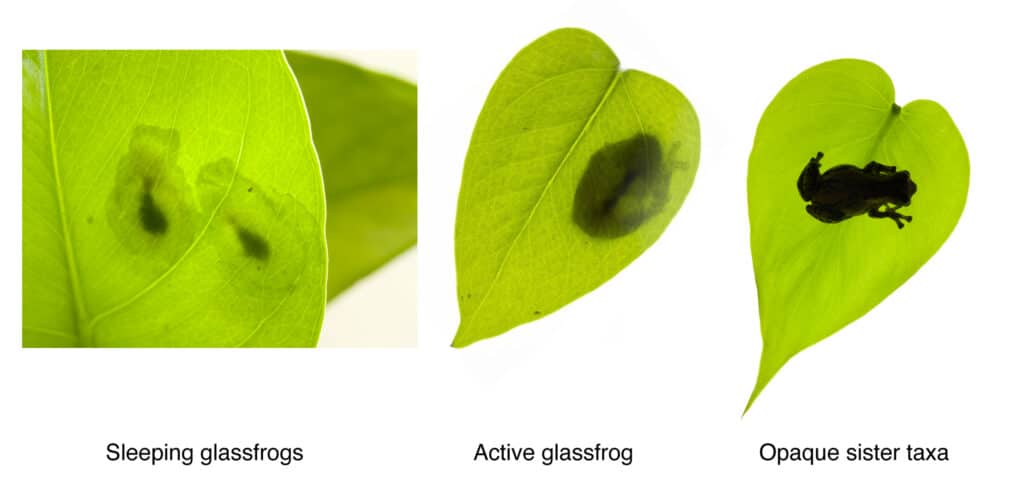 Leaf camouflage of a sleeping glassfrog, an active glassfrog and opaque sister taxa