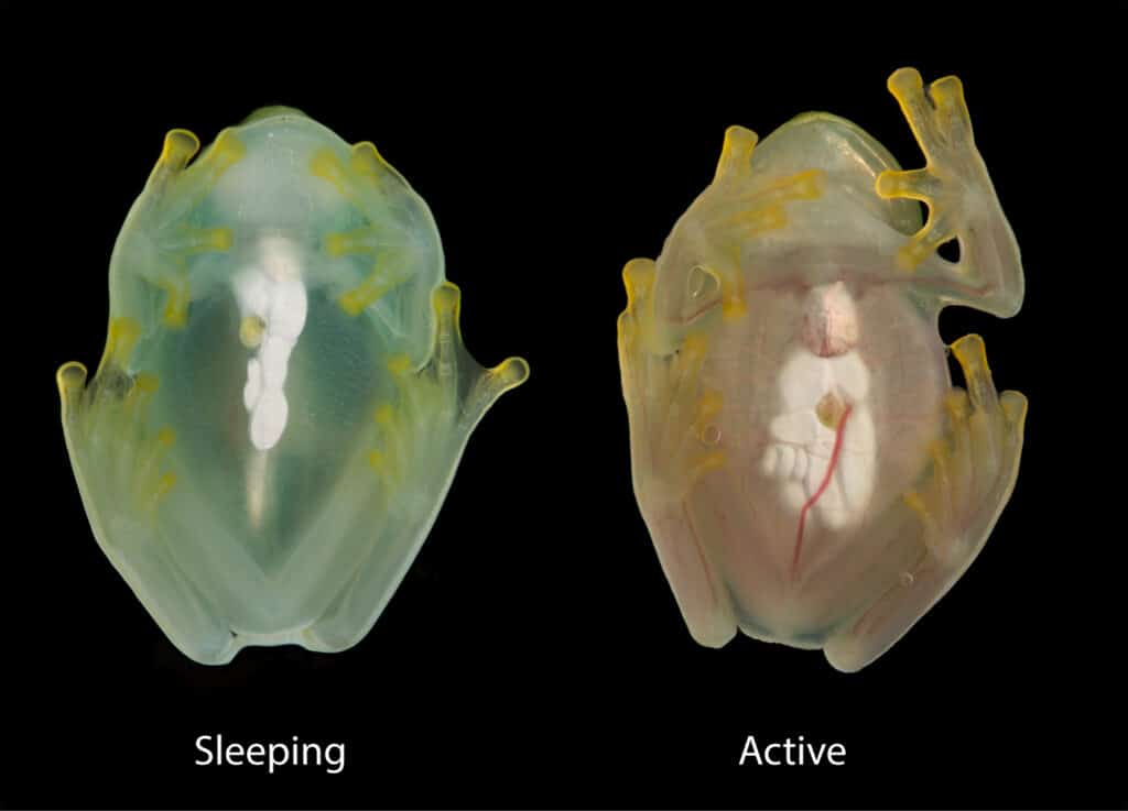 The same glassfrog while sleeping and active