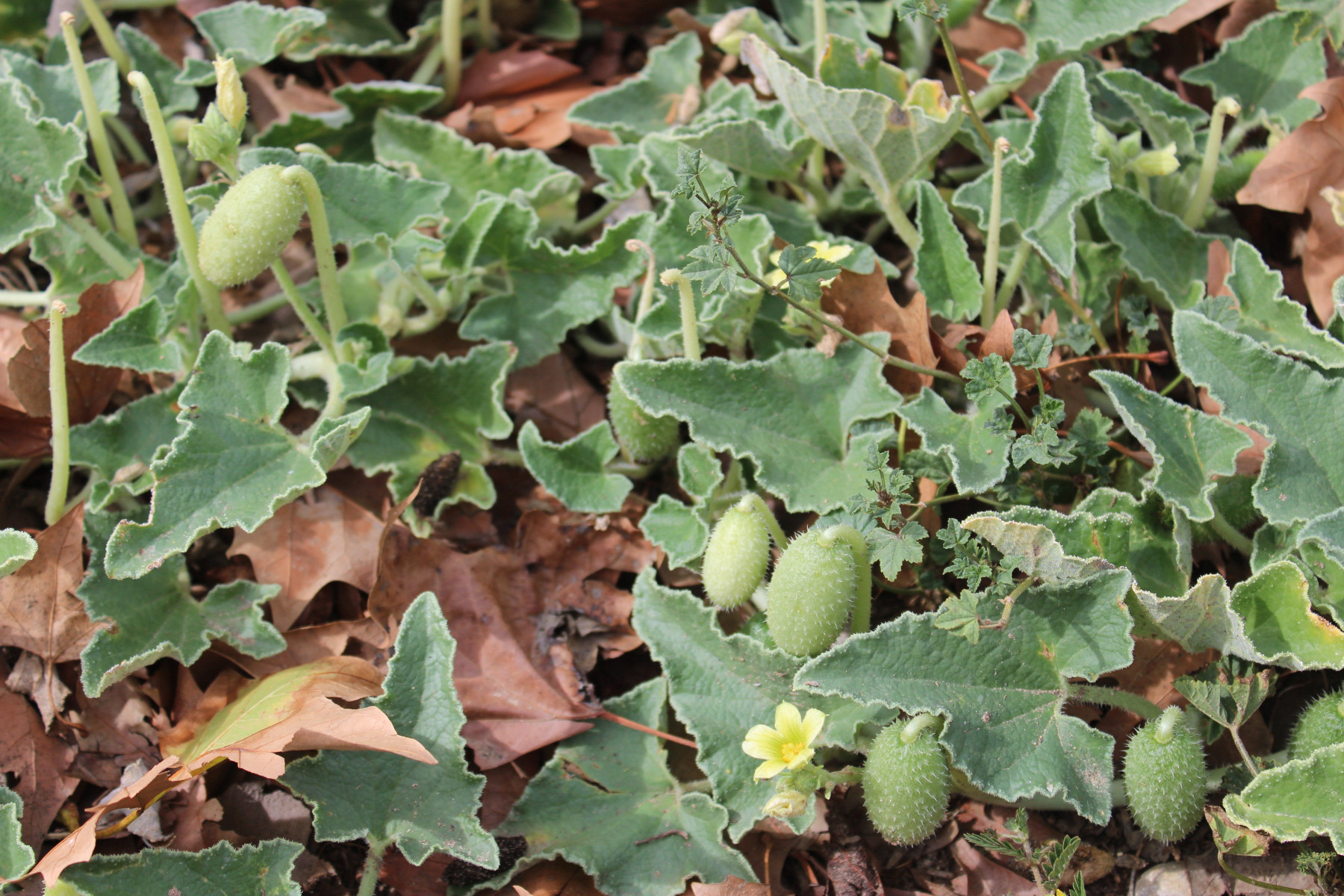 Squirting cucumber fruit, leaves and flowers on the parent plant