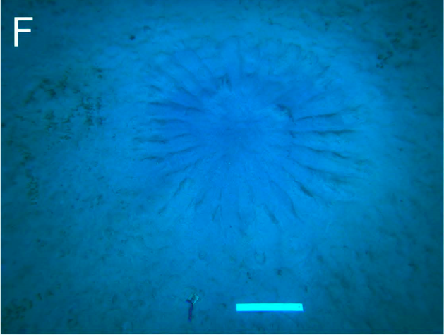 Pufferfish nest during construction; scale bar 30 cm (Figure 1F) — Hiroshi Kawase et al., Fishes (2017), Figure 1; CC BY 4.0 (https://creativecommons.org/licenses/by/4.0/). Panel extracted from the paper.