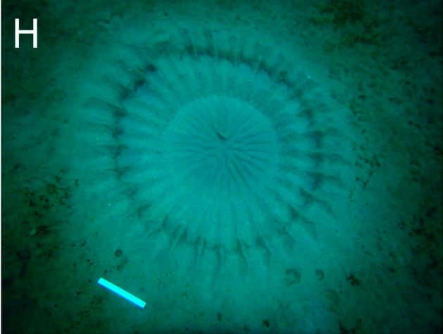 Completed pufferfish courtship nest; scale bar 30 cm (Figure 1H) — Hiroshi Kawase et al., Fishes (2017), Figure 1; CC BY 4.0 (https://creativecommons.org/licenses/by/4.0/). Panel extracted from the paper.