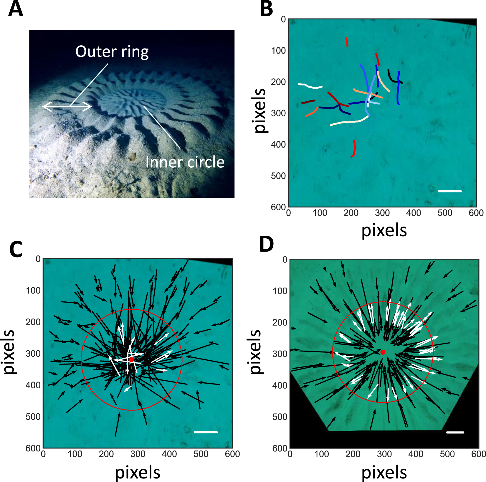 Photographs and construction trajectories of a pufferfish nest (Figure 1) — Mizuuchi et al., Scientific Reports (2018), Figure 1; CC BY 4.0 (https://creativecommons.org/licenses/by/4.0/).