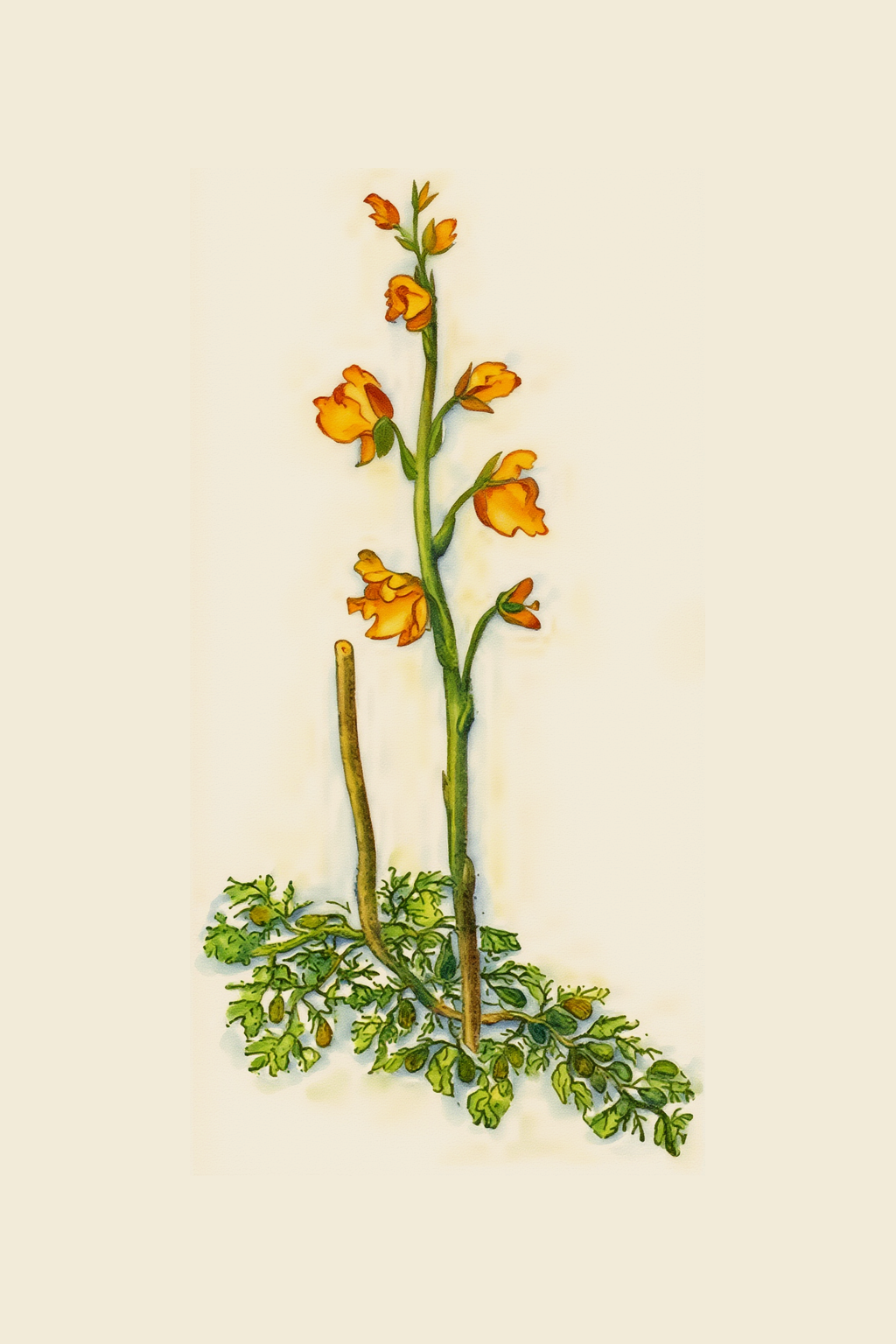 No roots, no soil: bladderwort floats in what one writer called “remarkably foul ditches.” Beneath its yellow flowers hang countless tiny bladders. 🌿