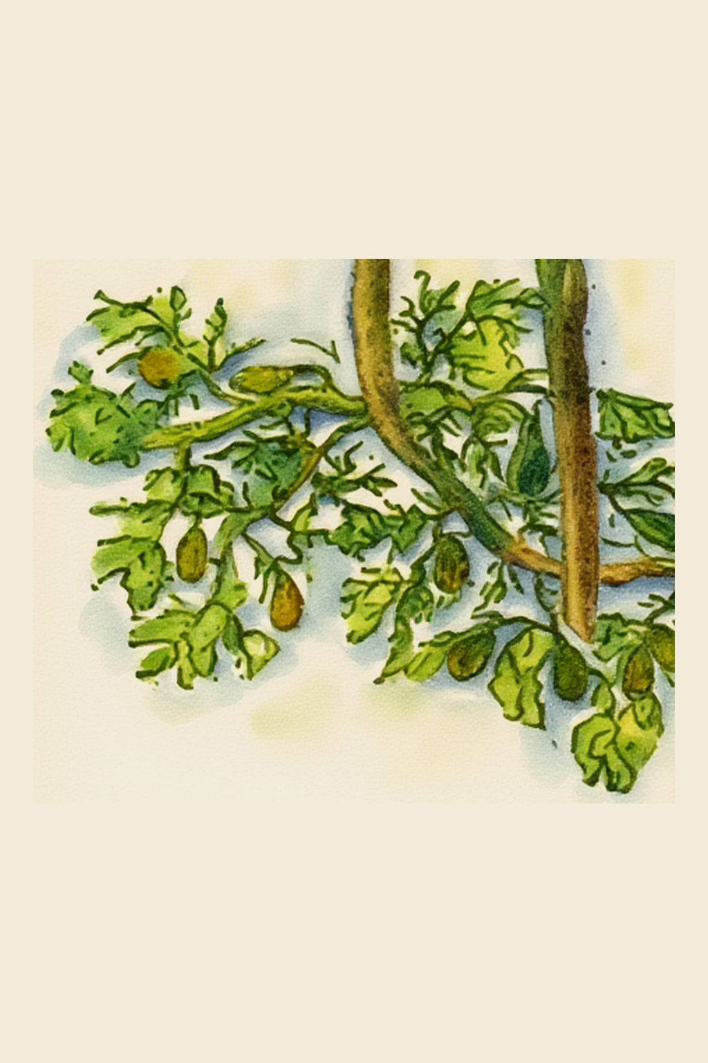 They were said to be floats. Cooke disagreed: most hold water, not air, and branches float just as well without them. Each is about a tenth of an inch. 💧