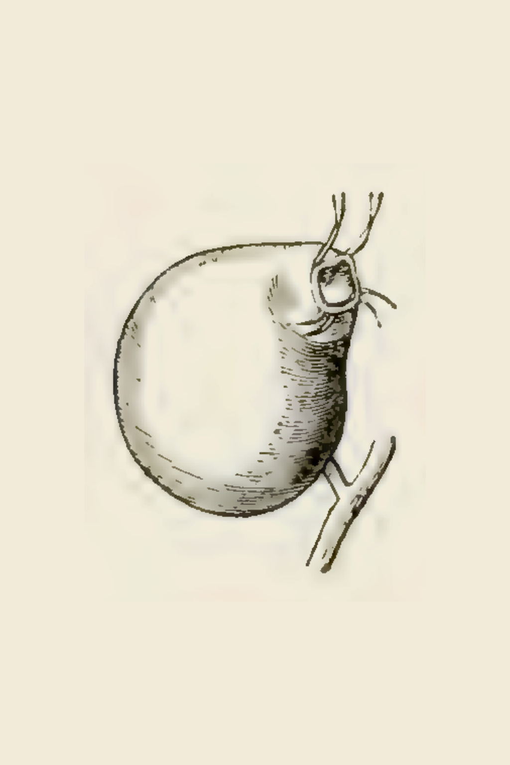 Bristles like antennae ring a valve that opens only inward. Water-fleas push through and it springs shut. Cooke's verdict: they catch, but only absorb what decays. 🔍