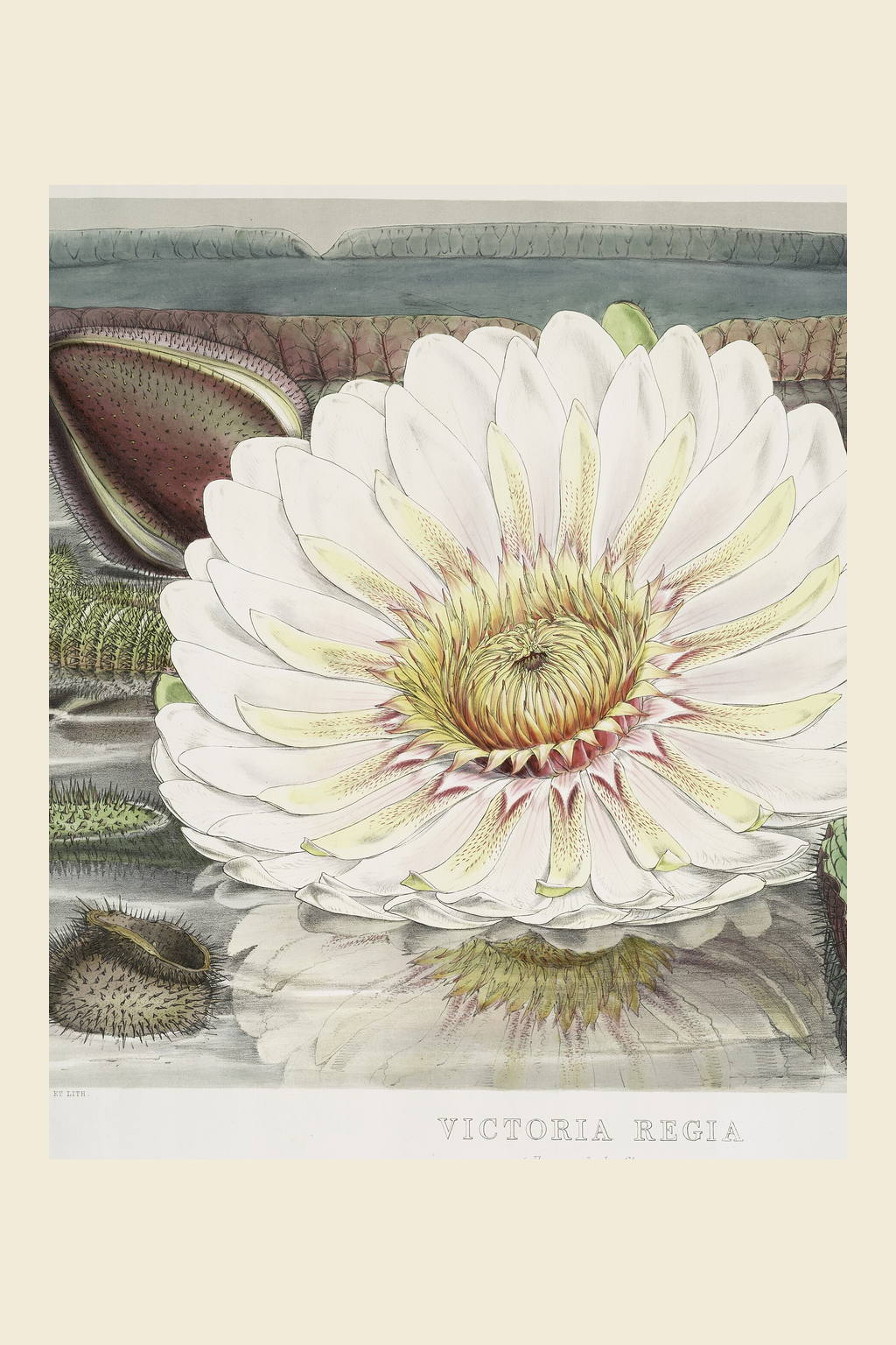 The great water-lily, Victoria regia, is “really nocturnal,” Cooke writes, and it is not alone. Some flowers save their show for the dark. 🌙