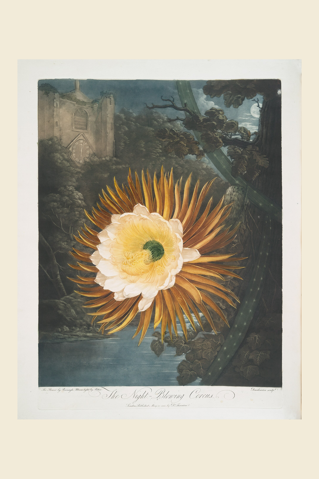 The night-blooming cereus: to Cooke, “one of the finest, as well as one of the most fragrant of flowers.” 🌵