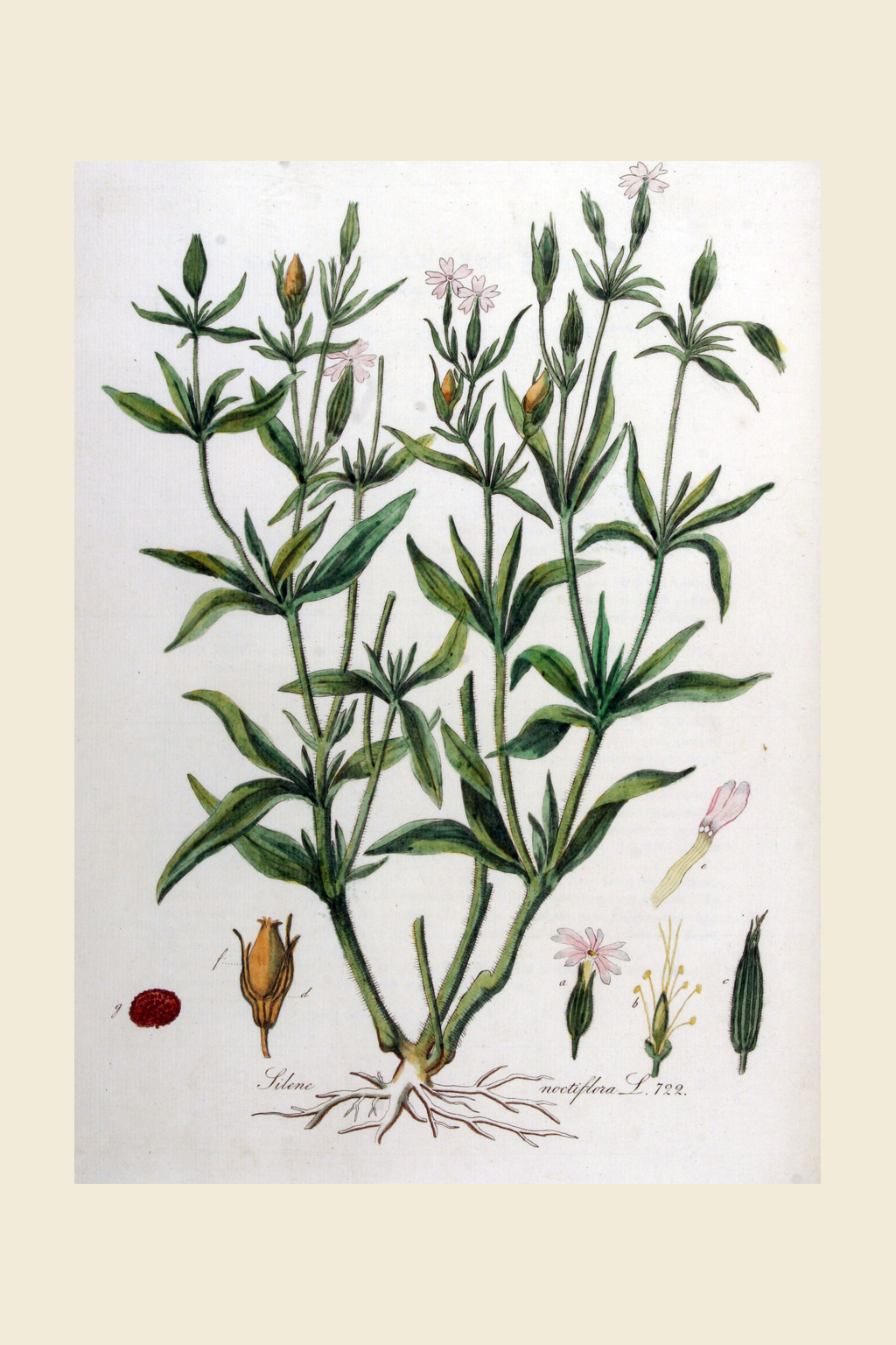 The catchfly appears at seven. Cooke's suggestion: in darkness beauty is “futile to attract,” so night bloomers compensate with delicious scent. ✨