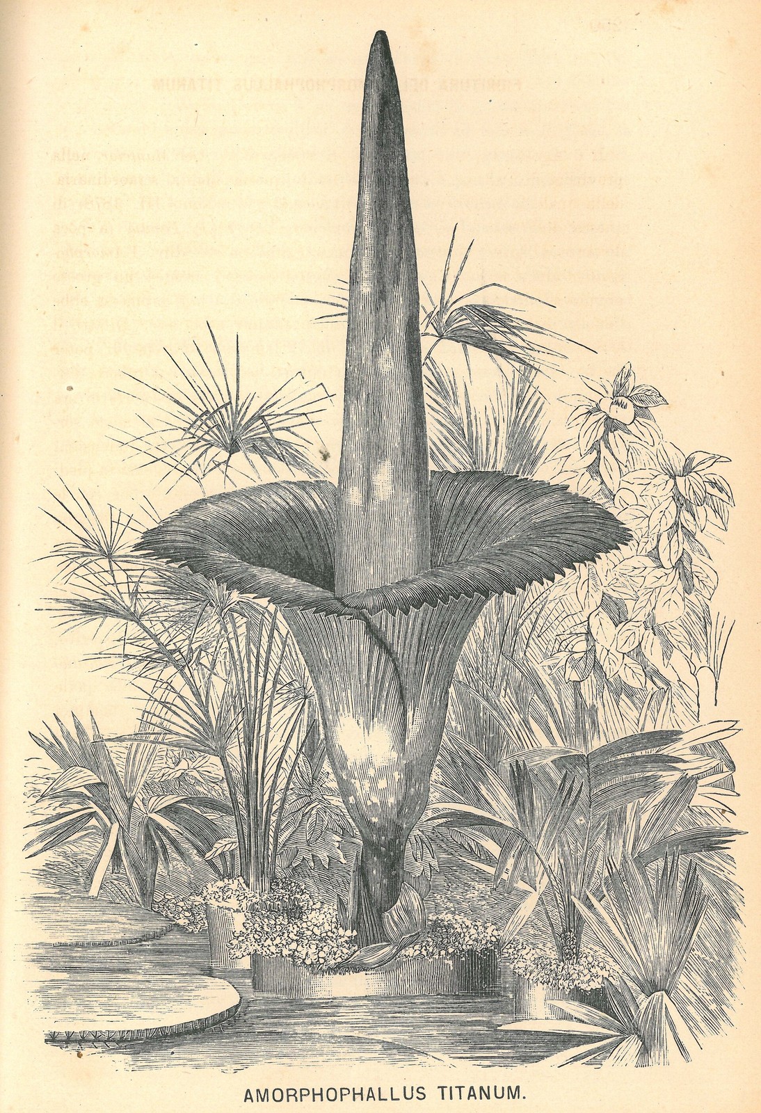 Amorphophallus titanum in flower, plate by Odoardo Beccari, 1889 (public domain)