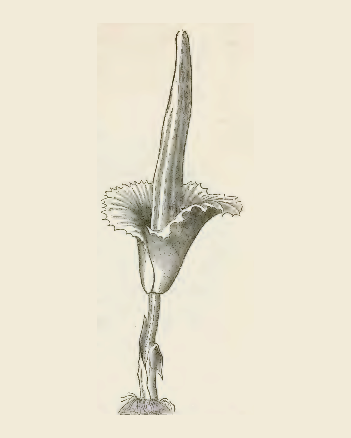 Fig. 80, Giant Arum (Amorphophallus titanum), from M. C. Cooke, 1882