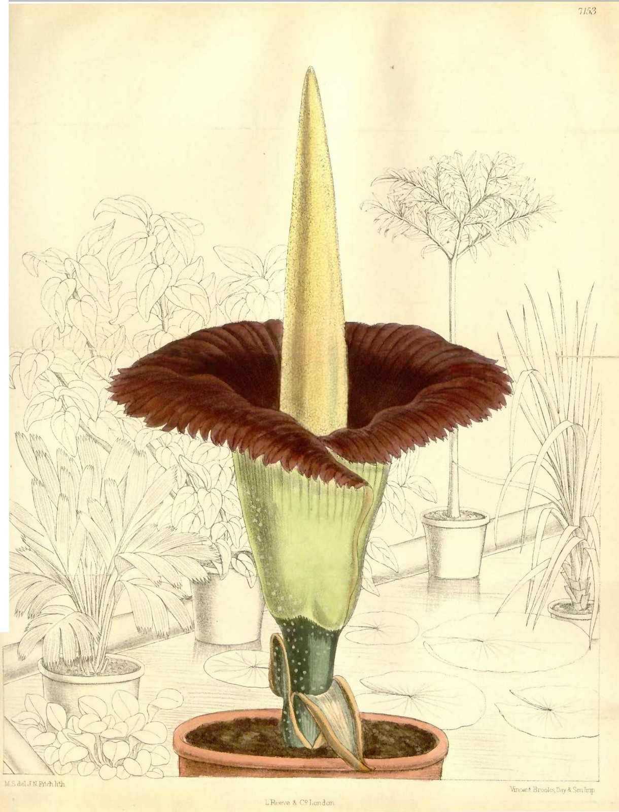 Amorphophallus titanum, Matilda Smith, Curtis’s Botanical Magazine pl. 7153, 1891 (public domain)