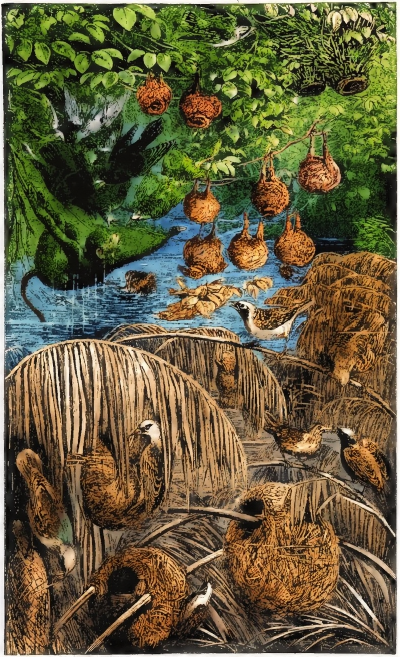 Colour interpretation of the African-weaver plate, showing several separate hanging woven nests, birds and foliage beside water.