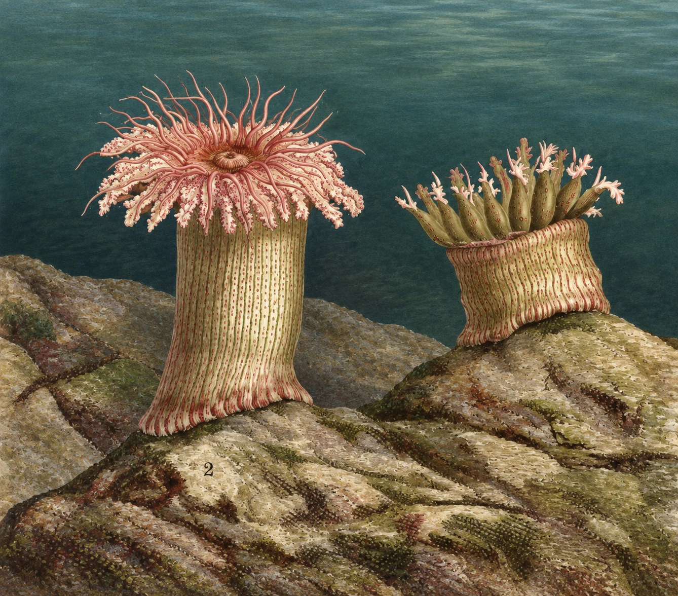 Two pictured Phyllactis sea anemones on rock, one expanded and one more closed; modern remastered colour.