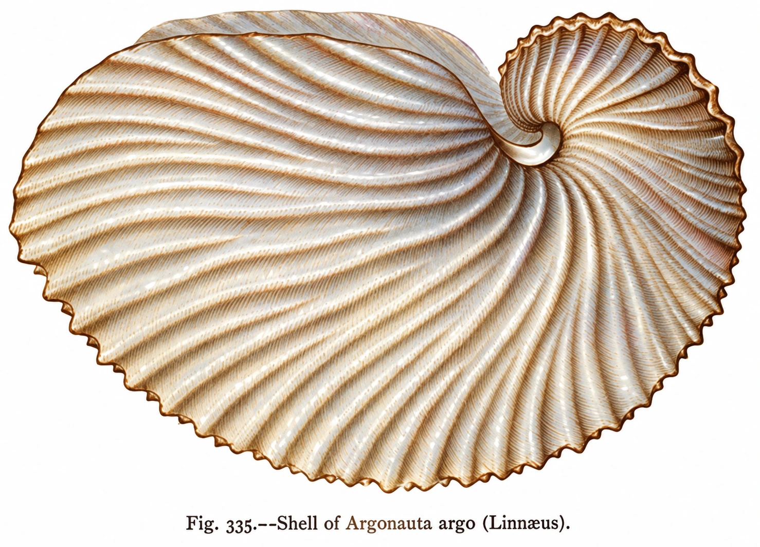 Side view of the ribbed coiled shell of Argonauta argo, Fig. 335; modern remastered colour.