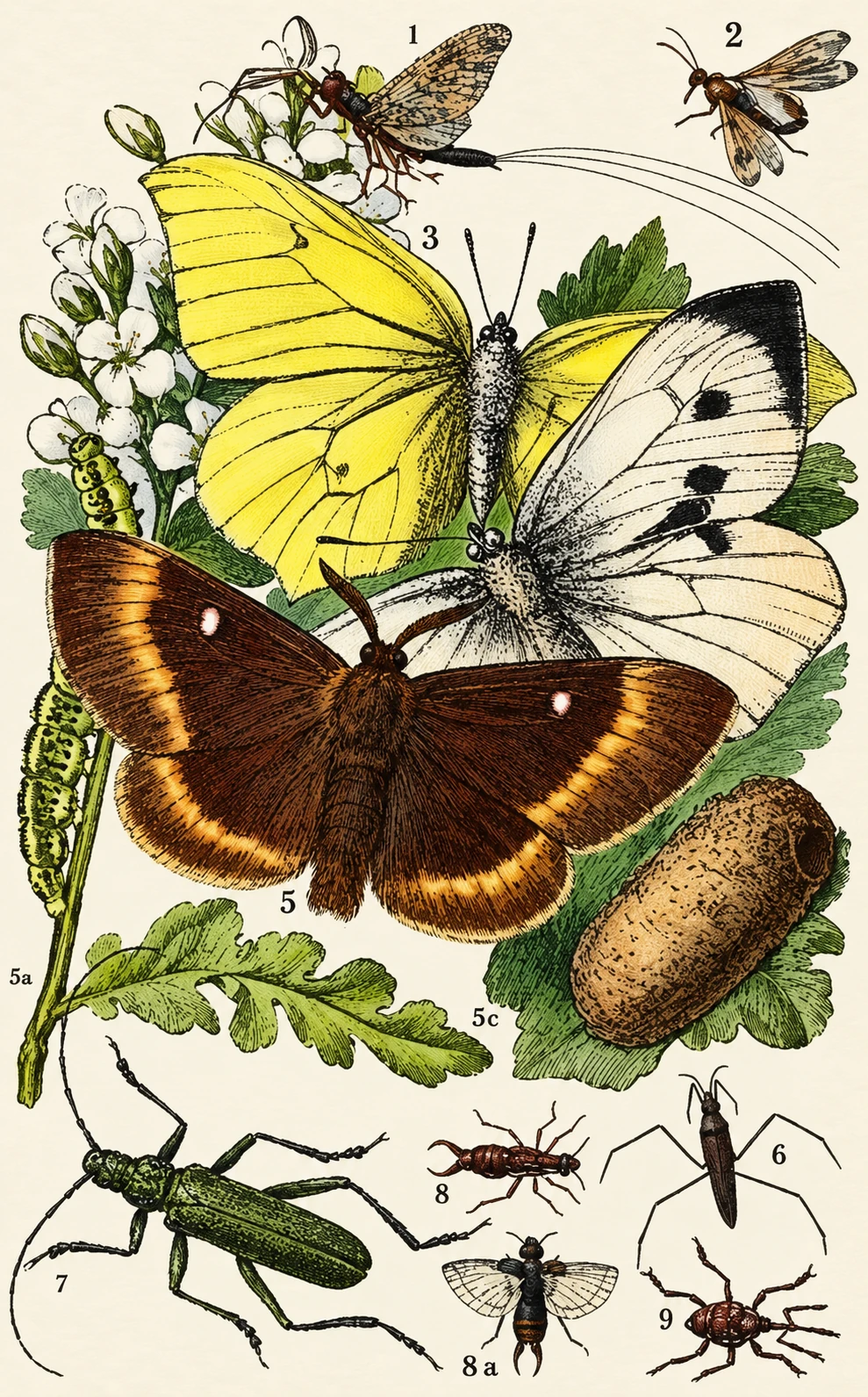 Insect or arachnid egg case or cocoon illustration.