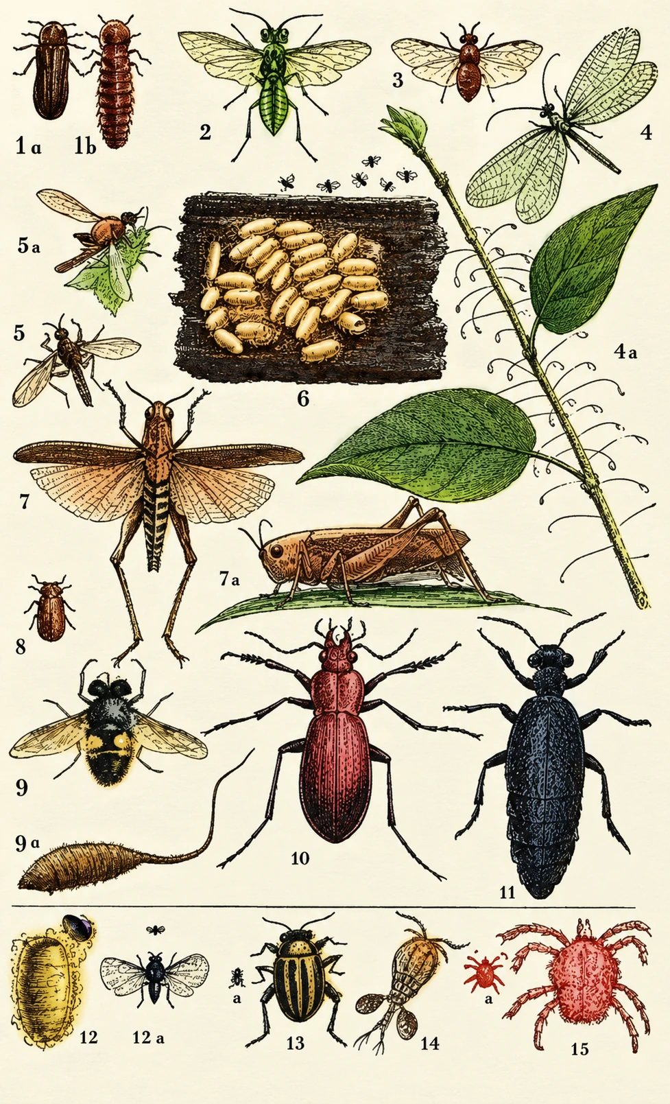 Butterflies and larvae depicted with plants.