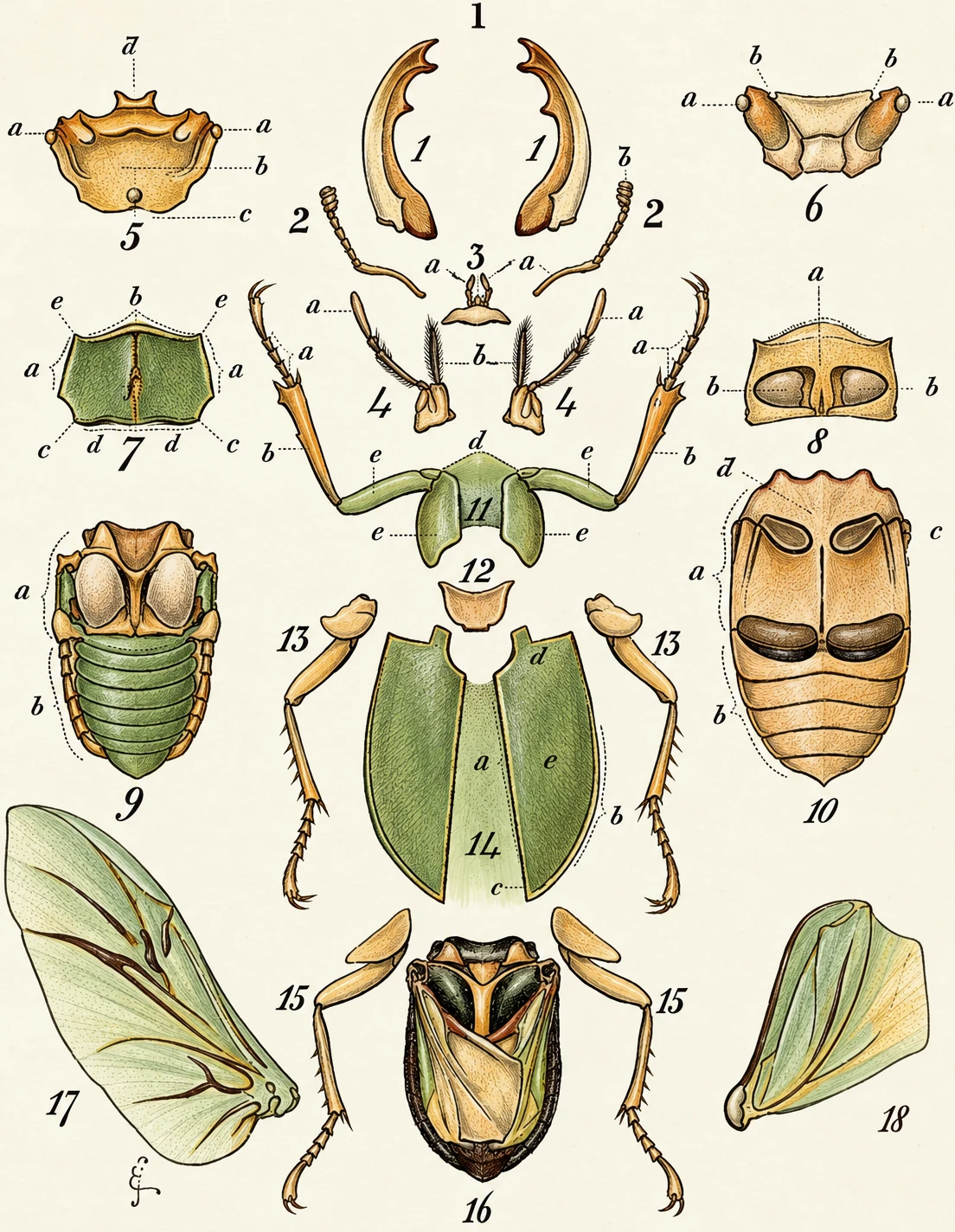 Illustration