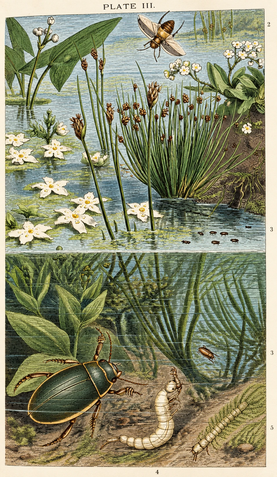 Insect developmental stages and parts