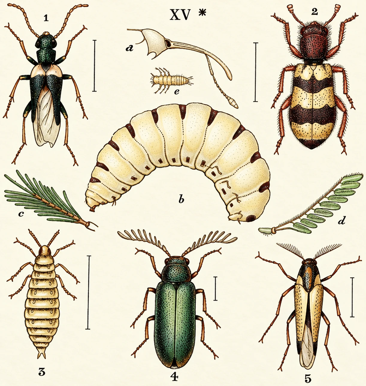1. Sitaris humeralis. 2. Clerus apiarius. avescens, male. S. Ehip lis. 2. Clerus apiarius. flavescens, male. S. Ehipiphorus paradoxus, ms, larva. c. Ehipiphor . Ehipiphorus paradoxus ms, larva. c. Ehipiphorus, antenna, male, young larva, magnified. arva. c. Ehipiph young larva, magnified.