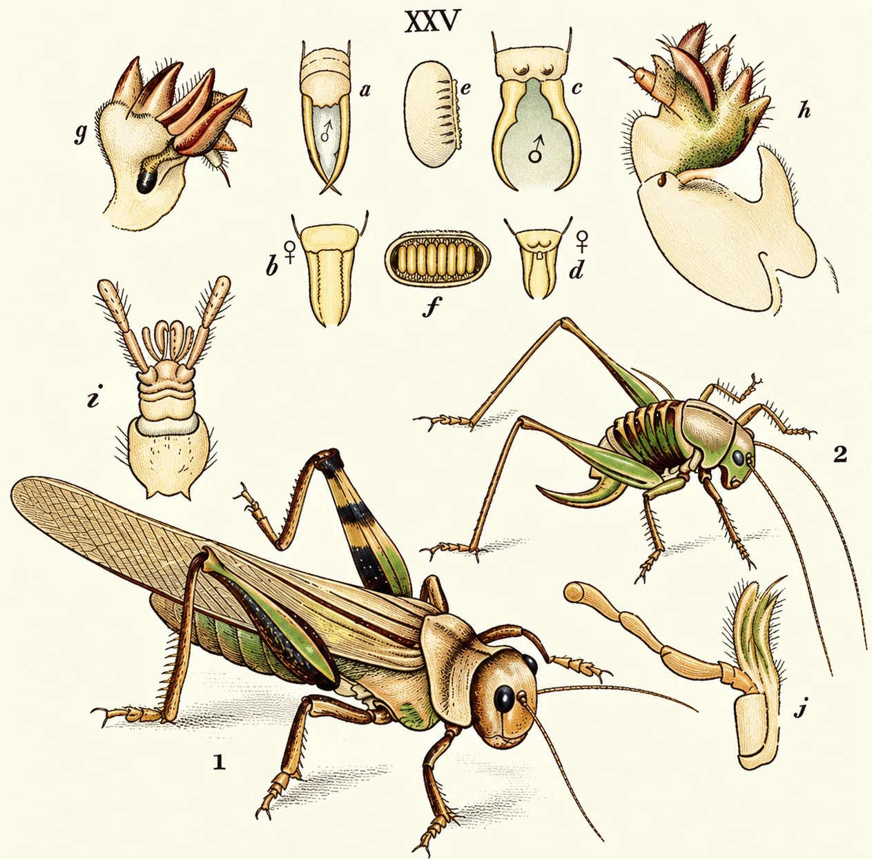 Figure from the document