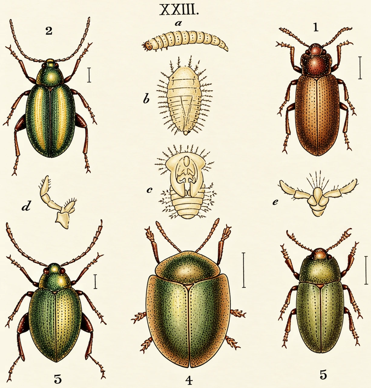 1. PrasocurisbeccabungEB. 2. PhyUotota brasalc®. 3. a. Pbyllotreta, larva. 1. PrasocurisbeccabungEB. 2. PhyUotota Bidaviridis. 5. Triplaxrussica. a. Pbyllotreta, larva. 6. Cassida. larva, ary palpus. e. Cassida, labial palpi. 4. Cas- c, Cassida i